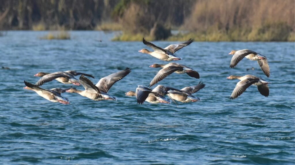 High footfall of Nature lovers to expect in bird watch center in December  