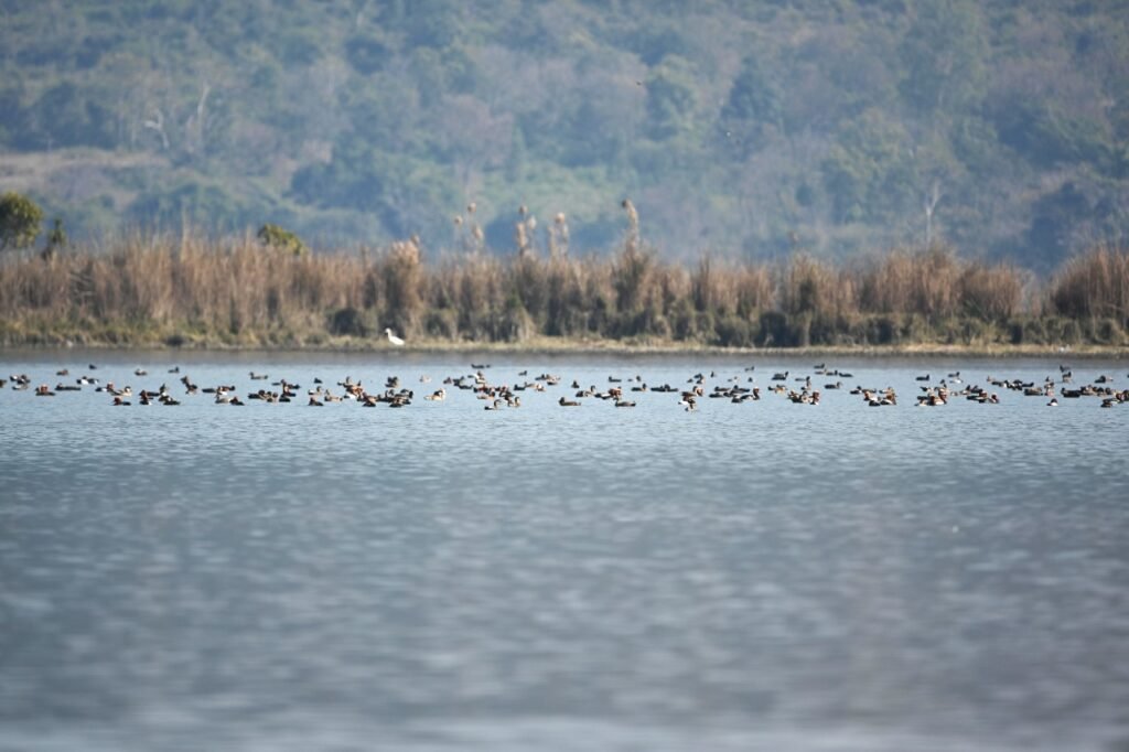 High footfall of Nature lovers to expect in bird watch center in December  